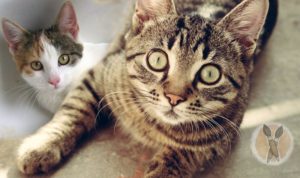 Vegetarian and Vegan Art Question